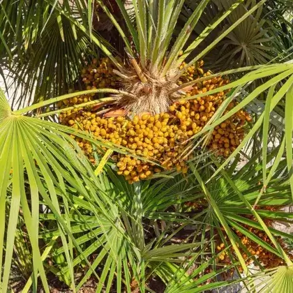 #1. Экстракт плодов карликовой пальмы